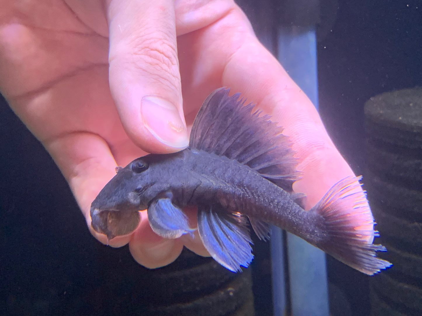 L239 Blue Queen Panaque