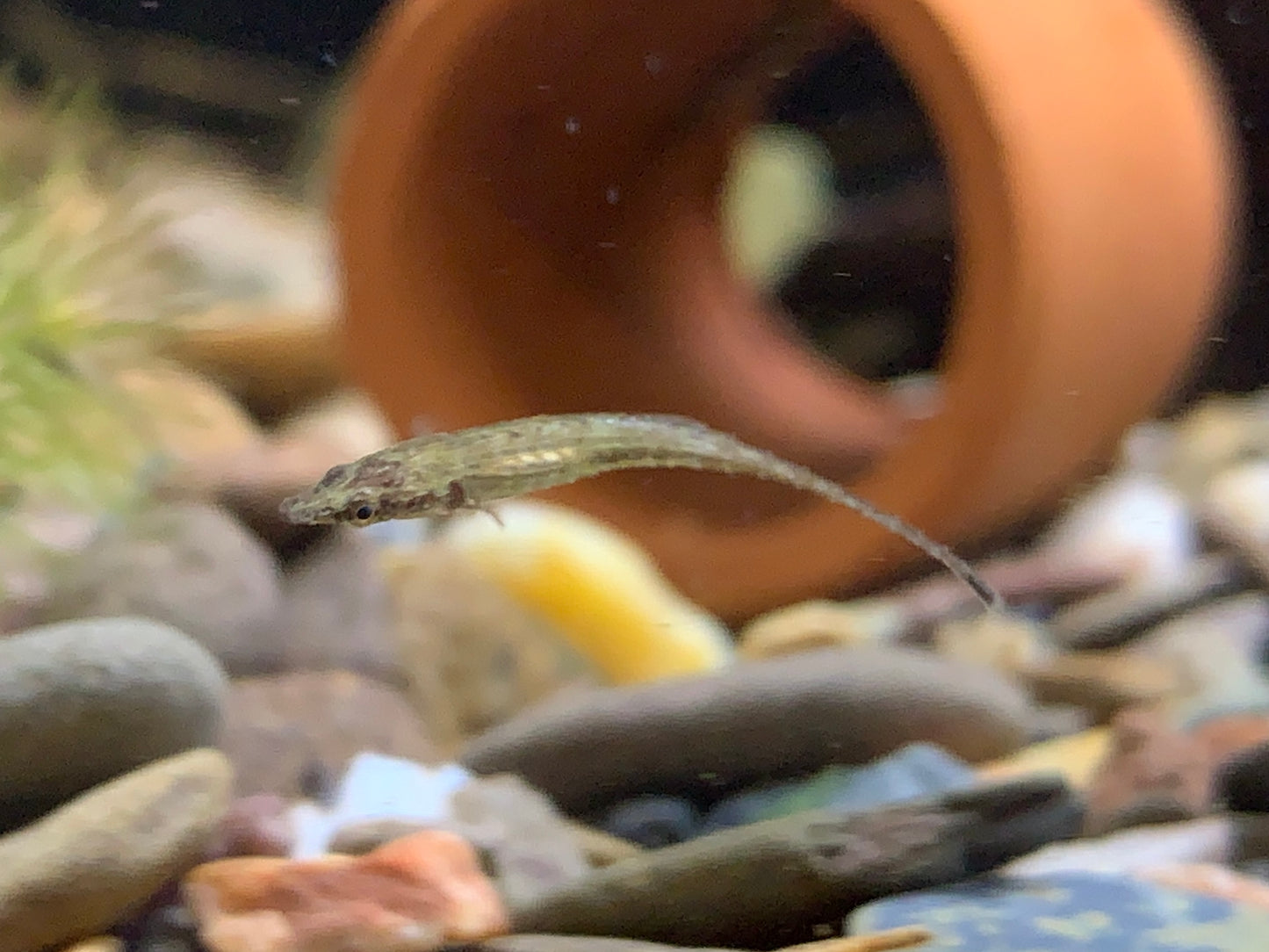 Indostomus Paradoxus