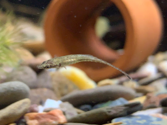 Indostomus Paradoxus