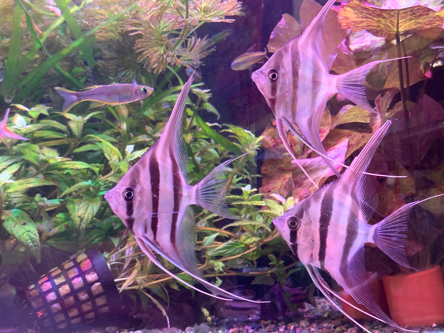 Altum Angelfish F1