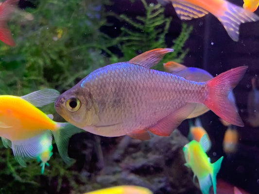 Colombian Tetra