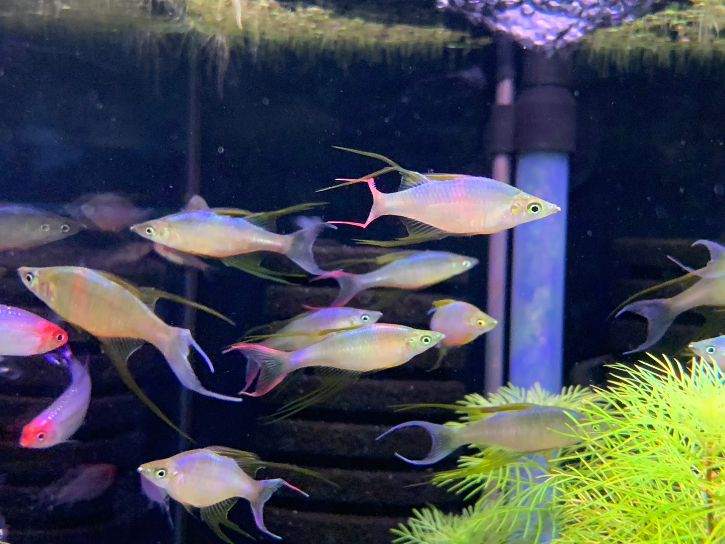 Threadfin Rainbowfish