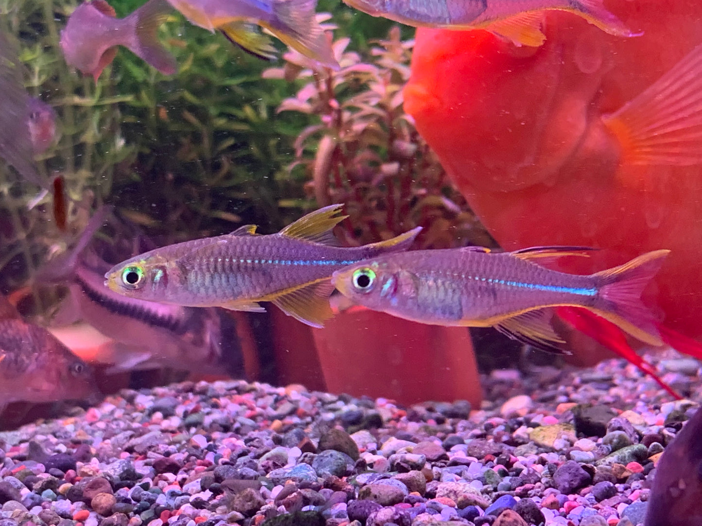 Celebes Rainbowfish