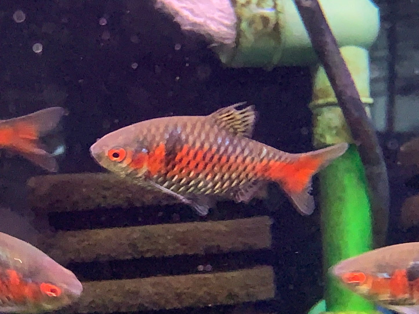 Odessa Barb