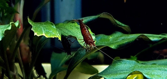 Chocolate Shrimp