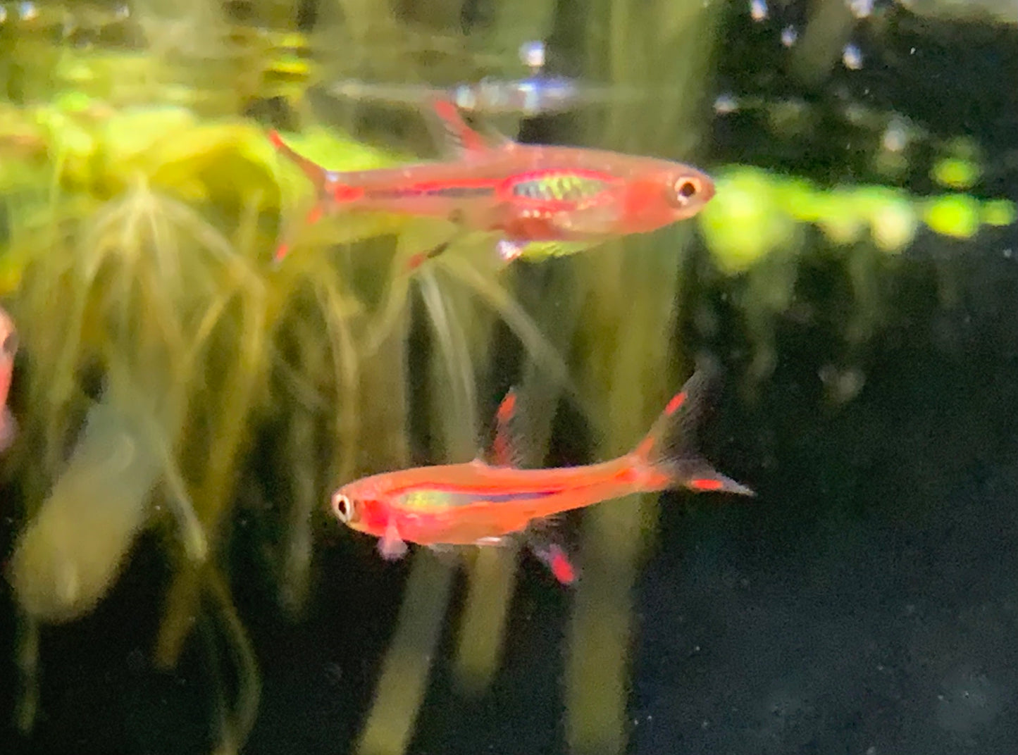 Mosquito Rasbora