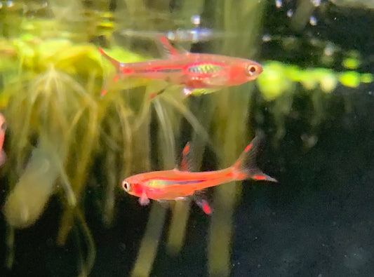 Mosquito Rasbora