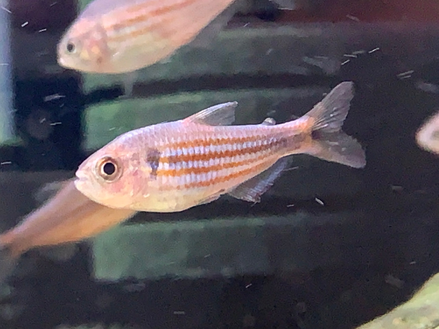 Hyphessobrycon Hexastichos