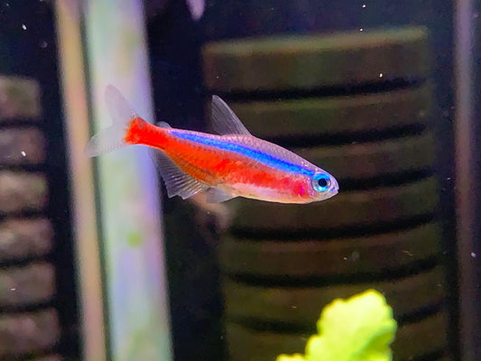 Cardinal Tetra (Wild BRAZIL Variant)