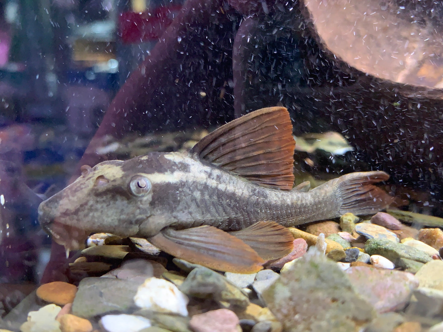 L137 Blue Eye Red Fin Pleco