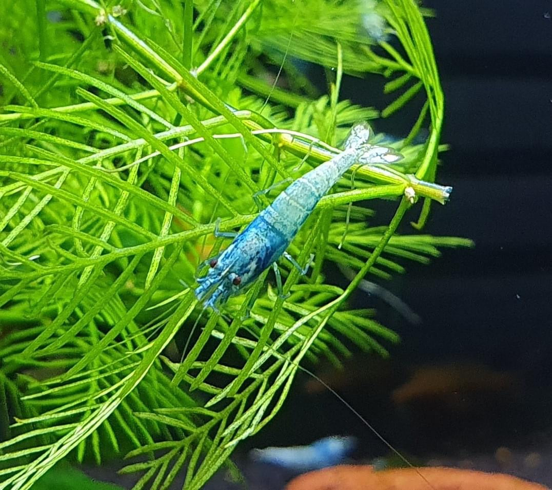 Blue Bolt Shrimp