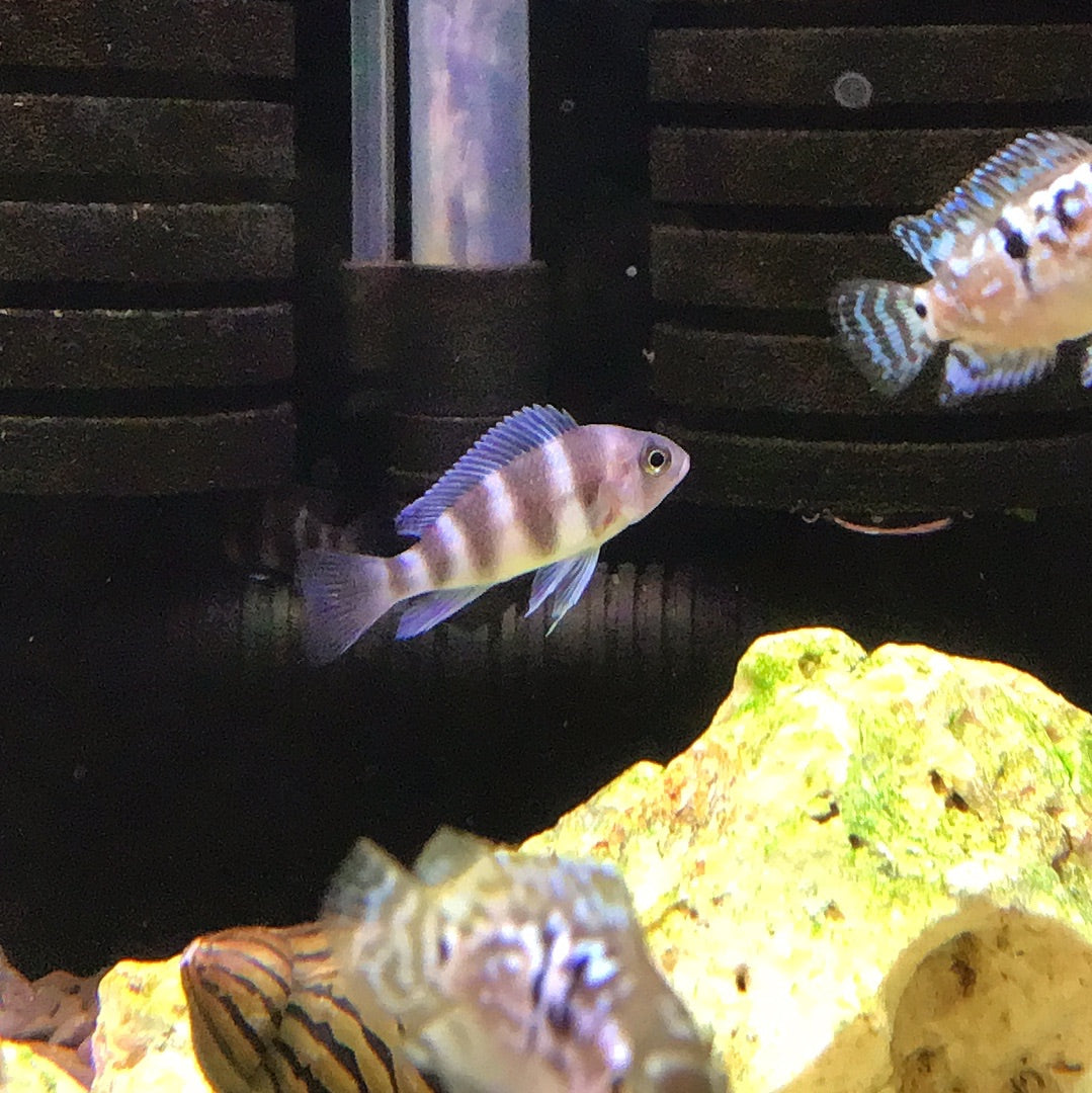 Frontosa Cichlid