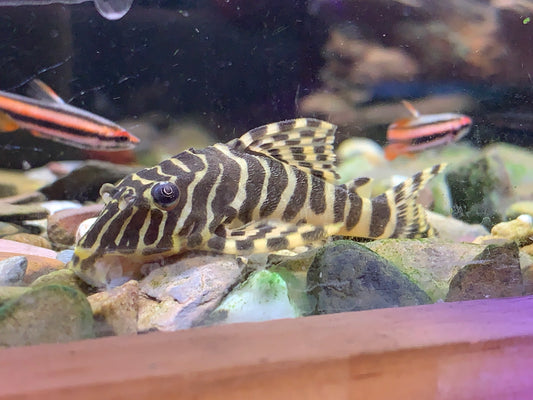 L134 Leopard Frog Pleco