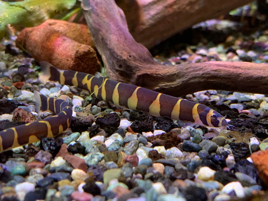 Kuhli Loach