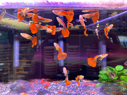 Assorted Guppy