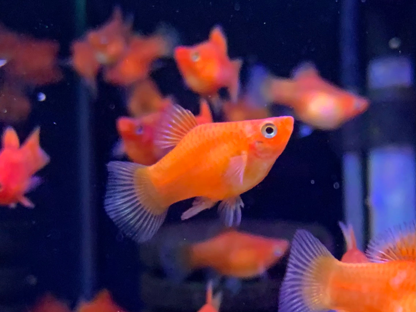 Red Platy