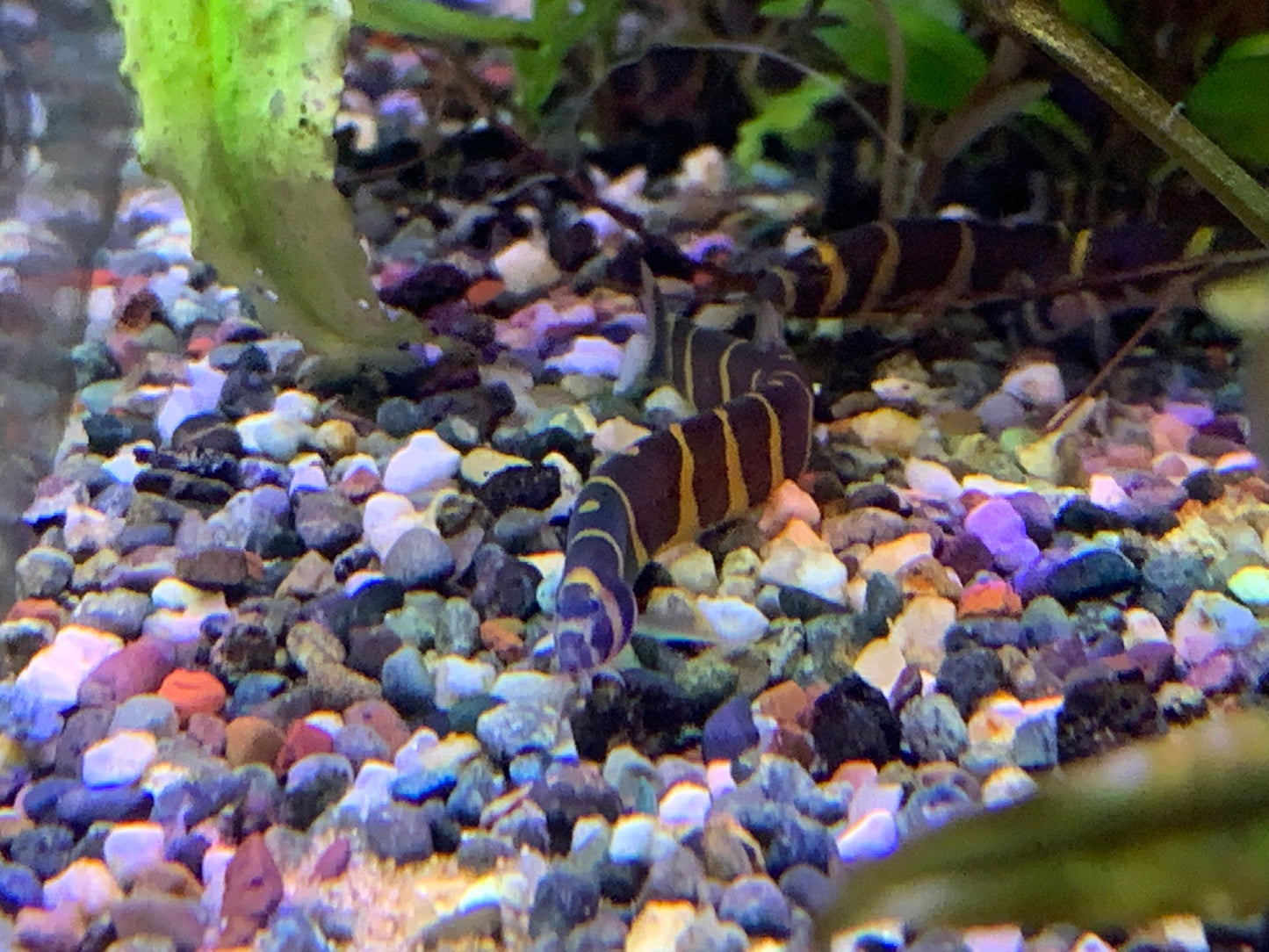 Kuhli Loach