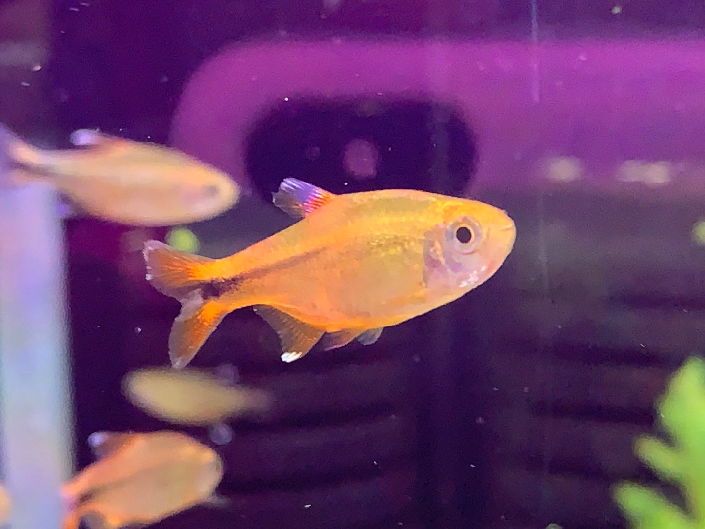 Silver Tip Tetra