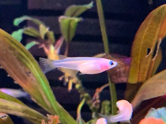 Japan Rice Fish