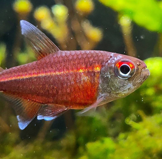 Hemigrammus coeruleus(Watermelon Tetra)