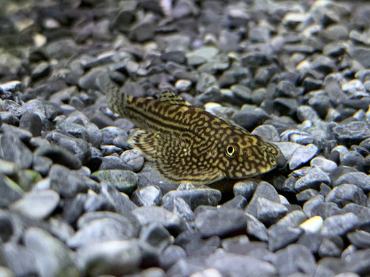 Hillstream Loach