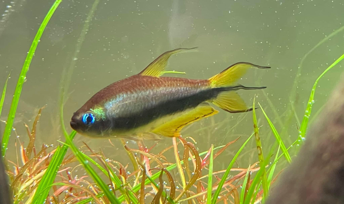 Emperor Tetra