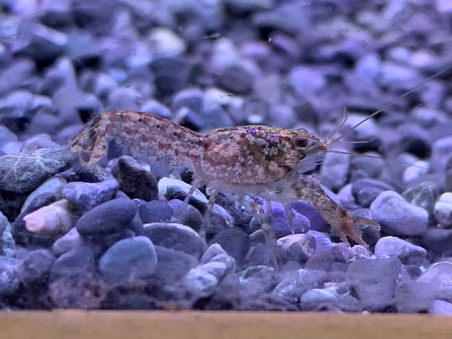 Dwarf Mexican Crayfish