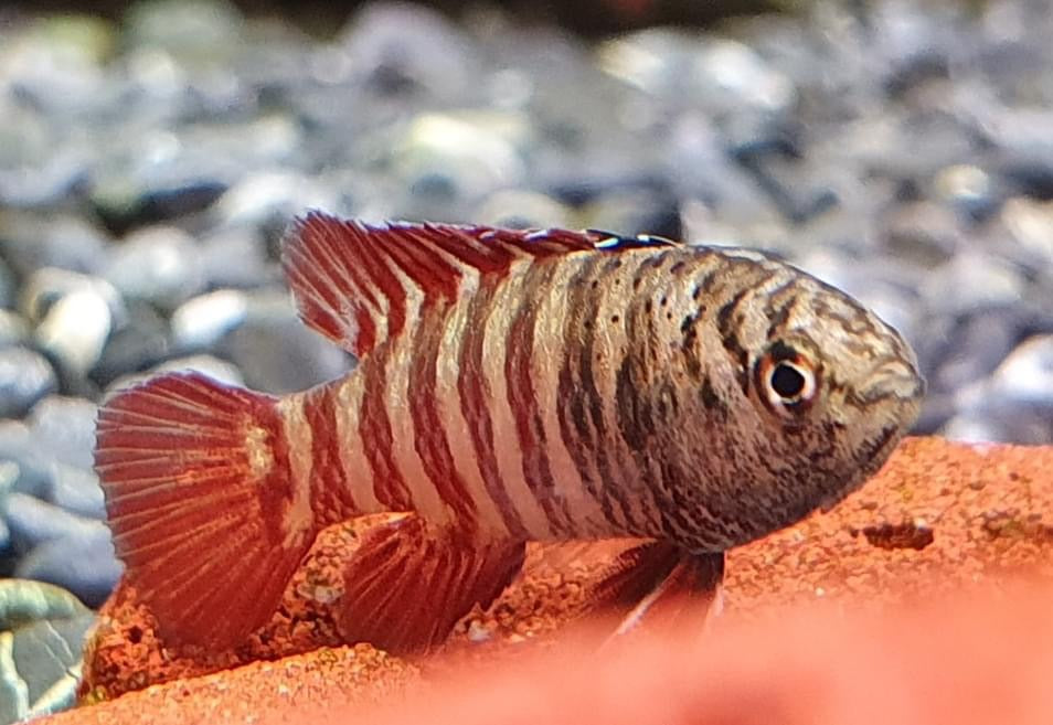 Tiger Badis
