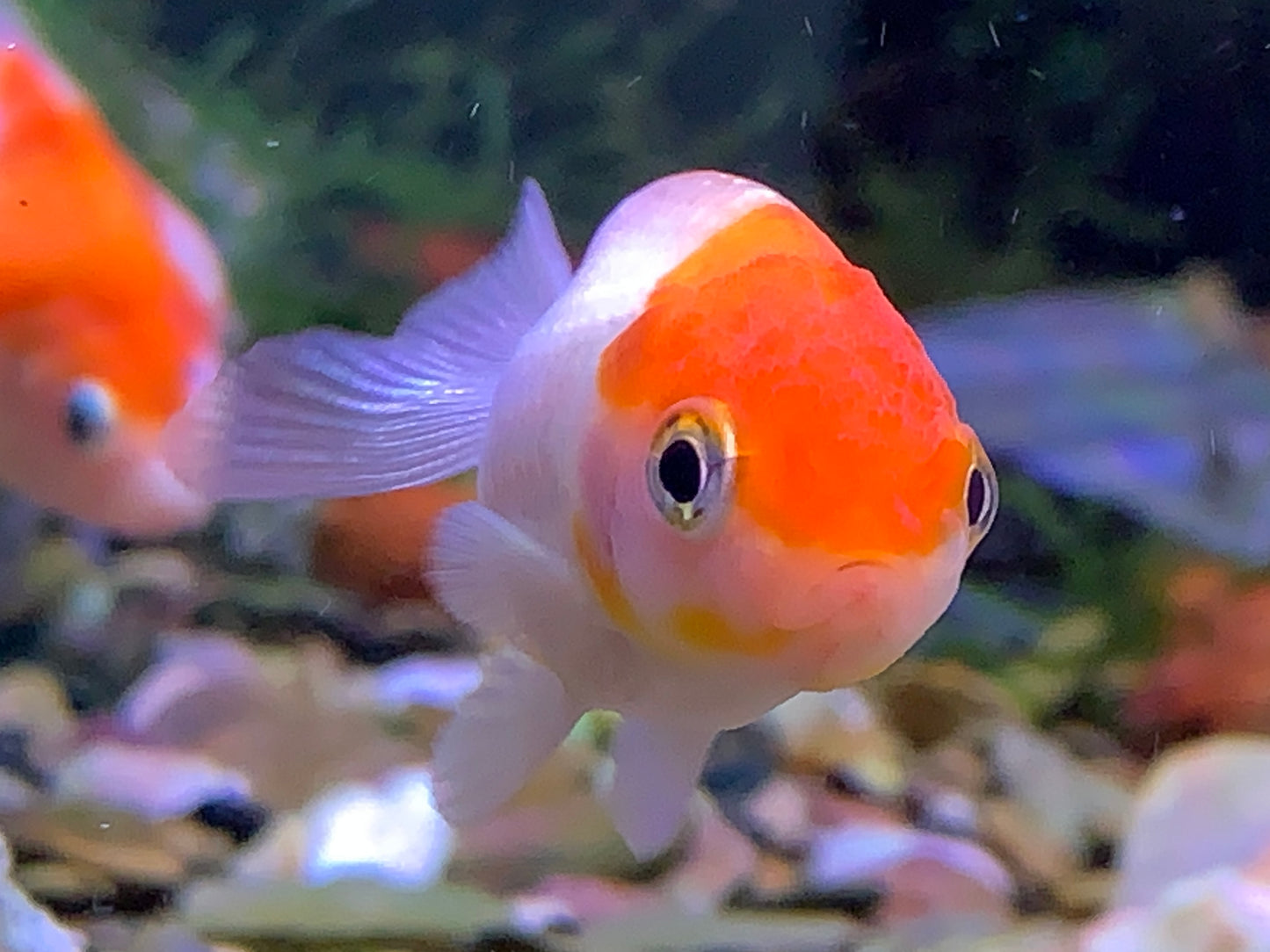 Ranchu