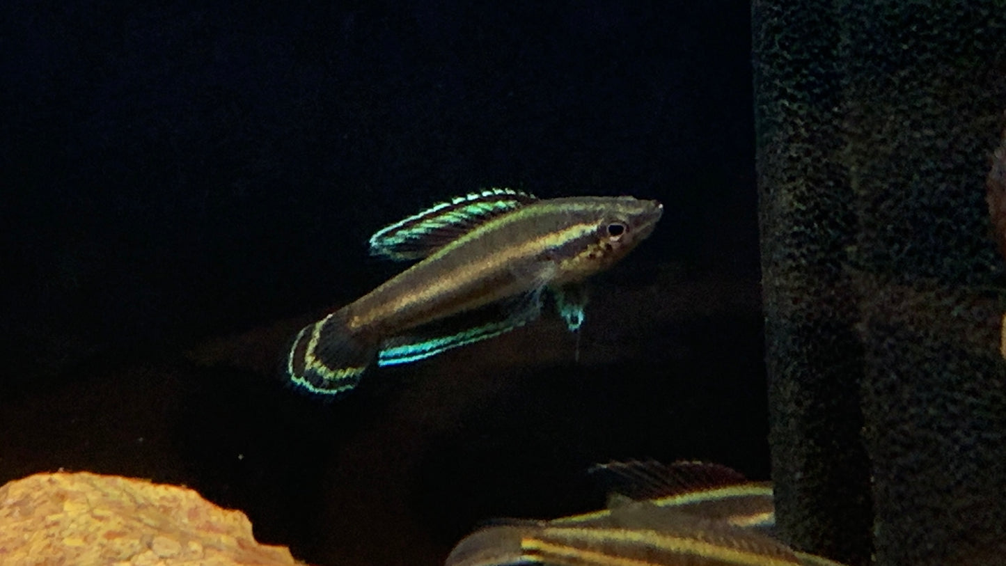 Parosphromenus Nagyi