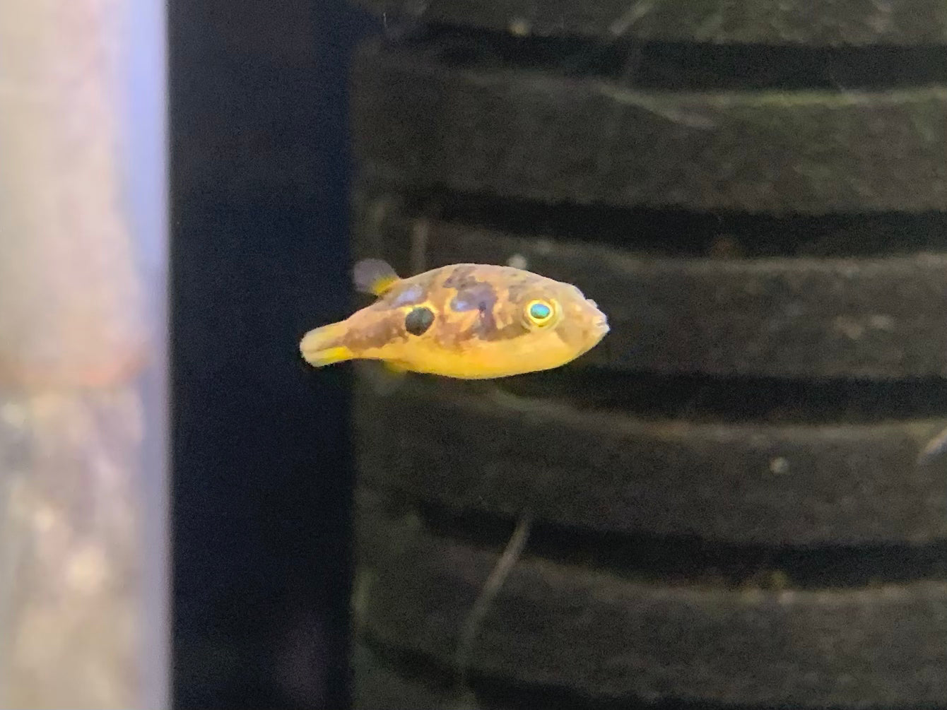 Pea Puffer