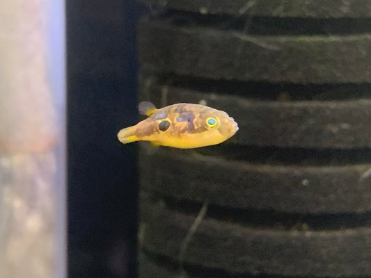 Pea Puffer