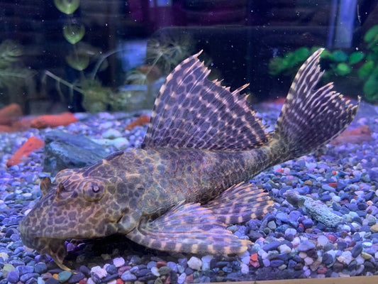 Sailfin Pleco