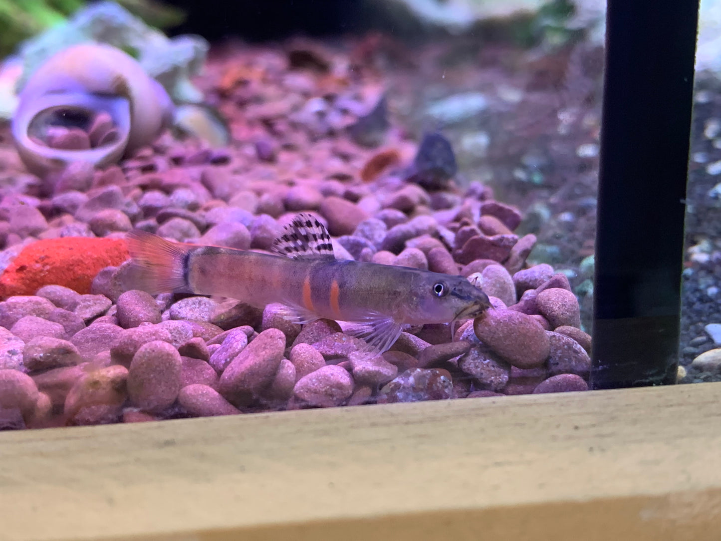 Sumo Loach