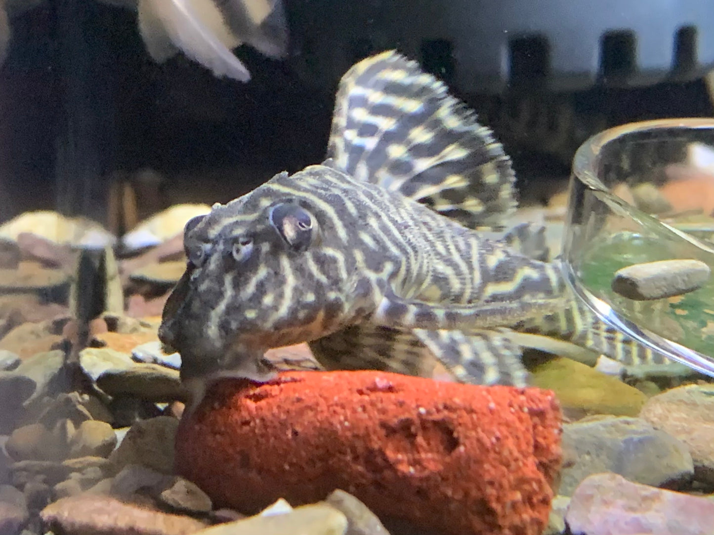 L333 King Tiger Pleco