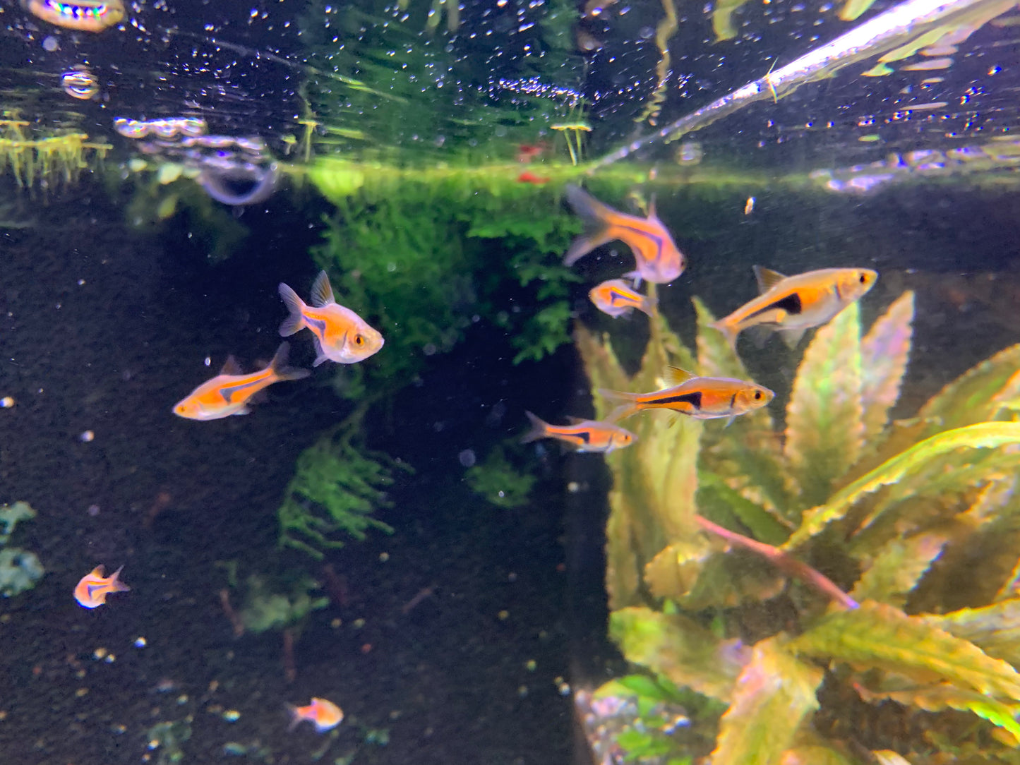 Espei Rasbora