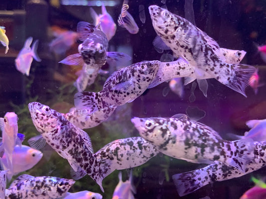 Dalmatian Molly