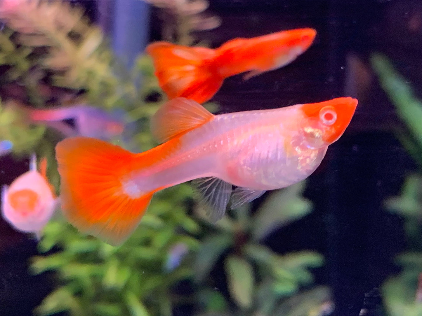 Koi Guppy Pair