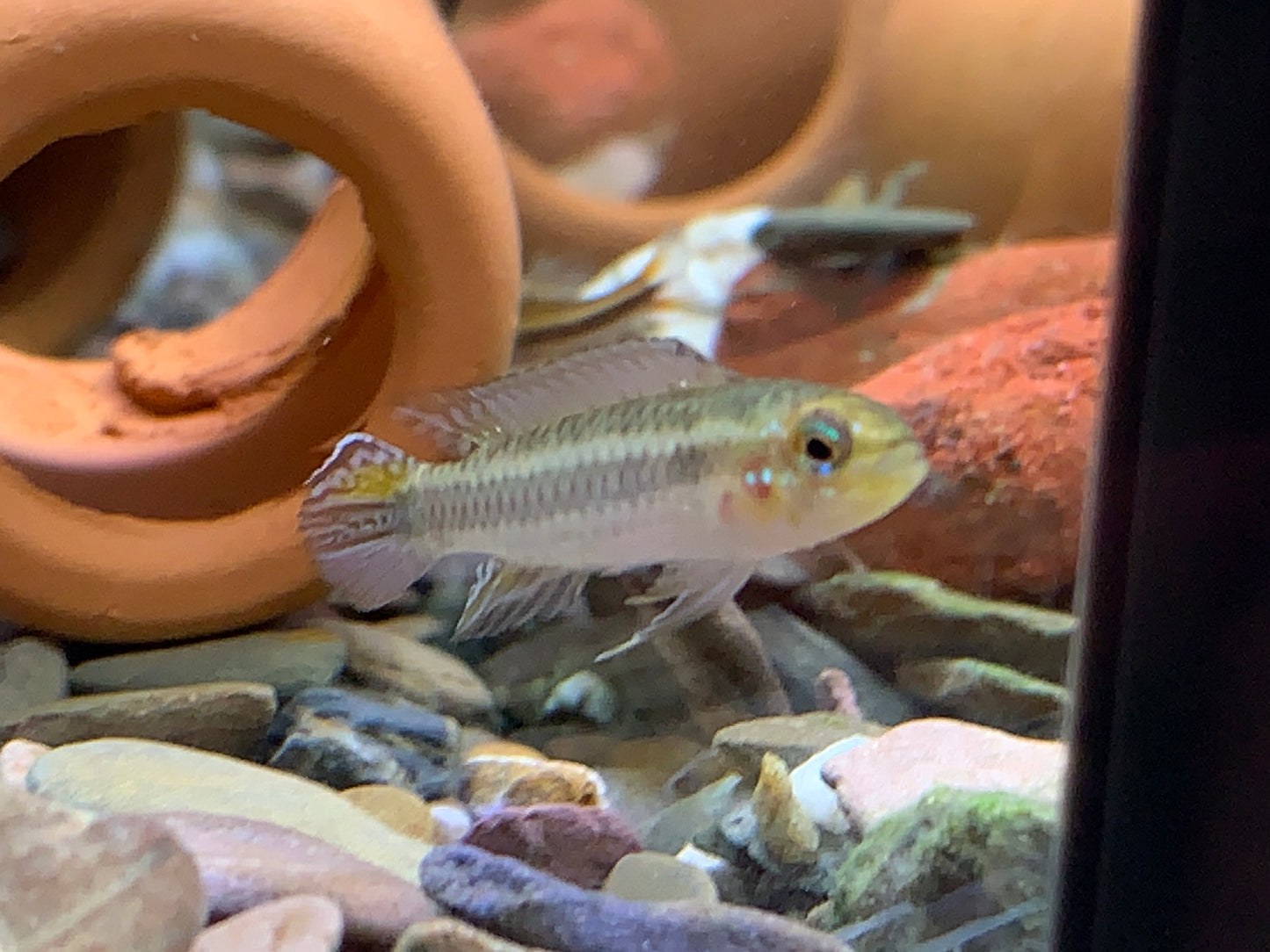 Taeniacara Candidiasis