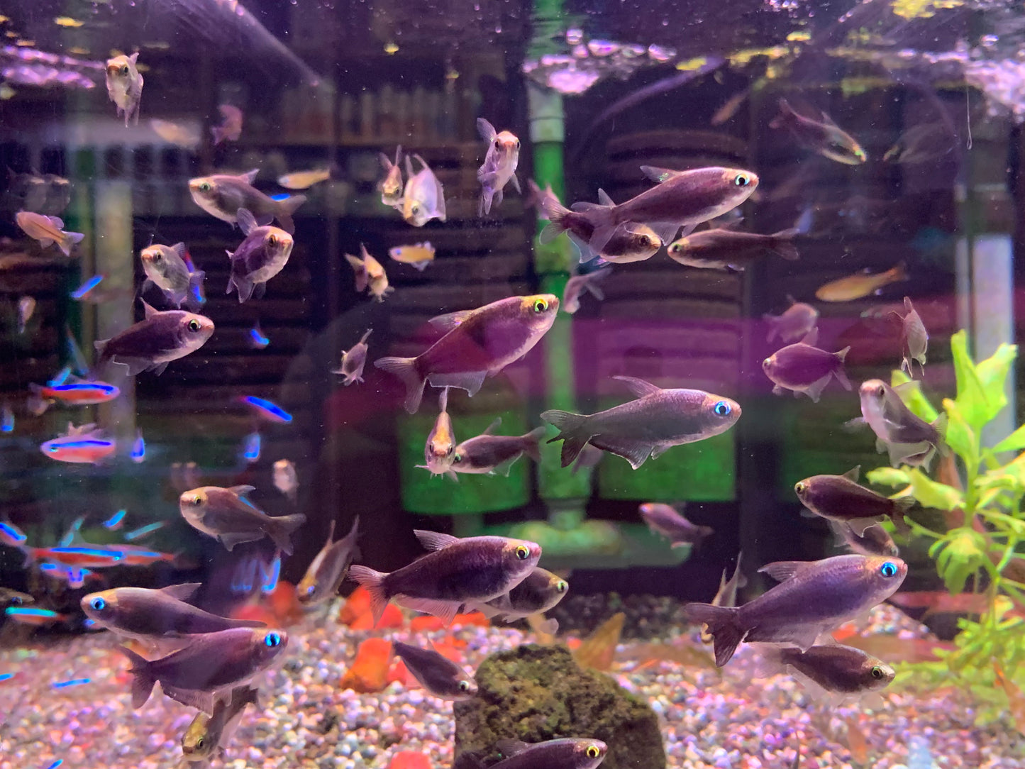 Black Emperor Tetra
