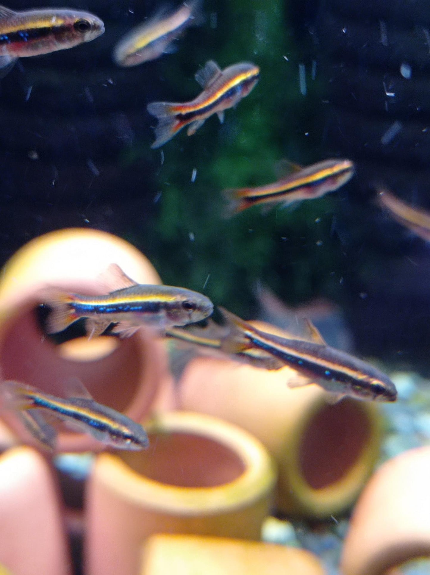 Poecilocharax Weitzmani (Black Darter Tetra)