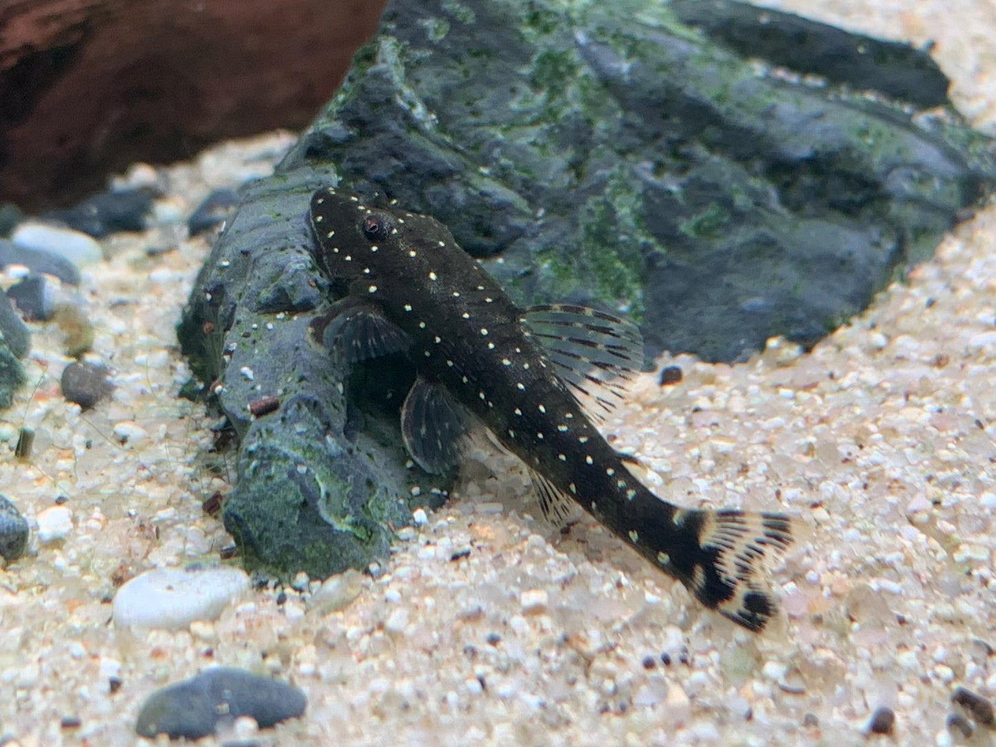 Parotocinclus haroldoi
