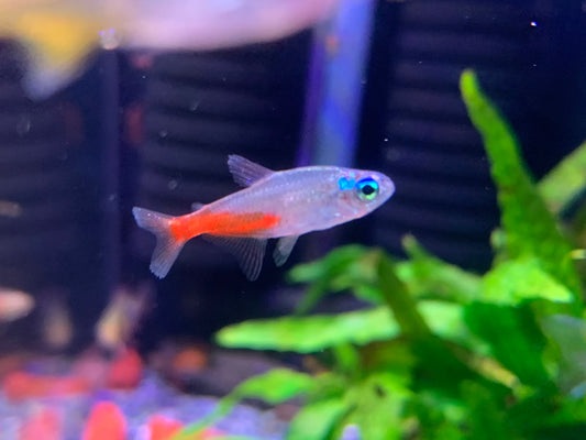 Brilliant Neon Tetra
