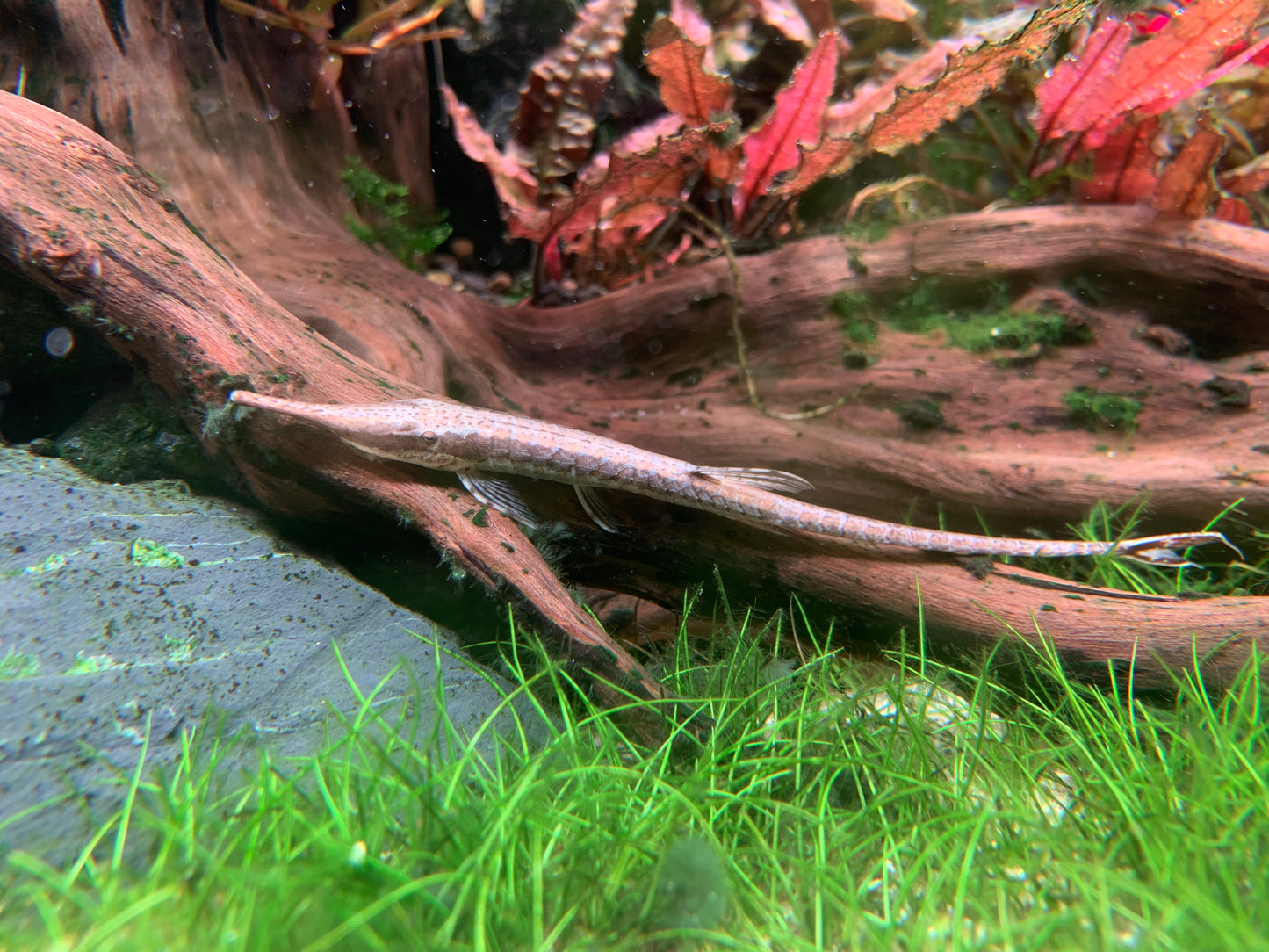 Farlowella Vittata XL