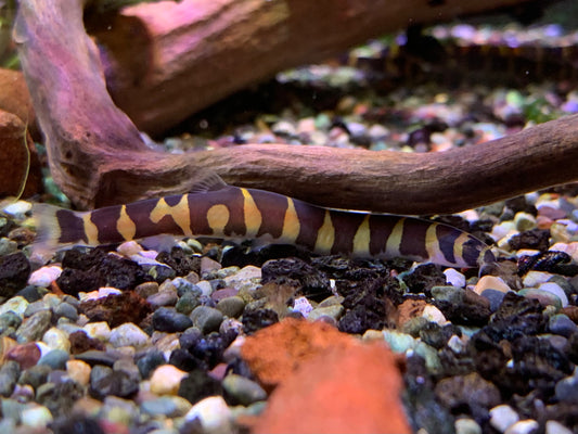 Kuhli Loach