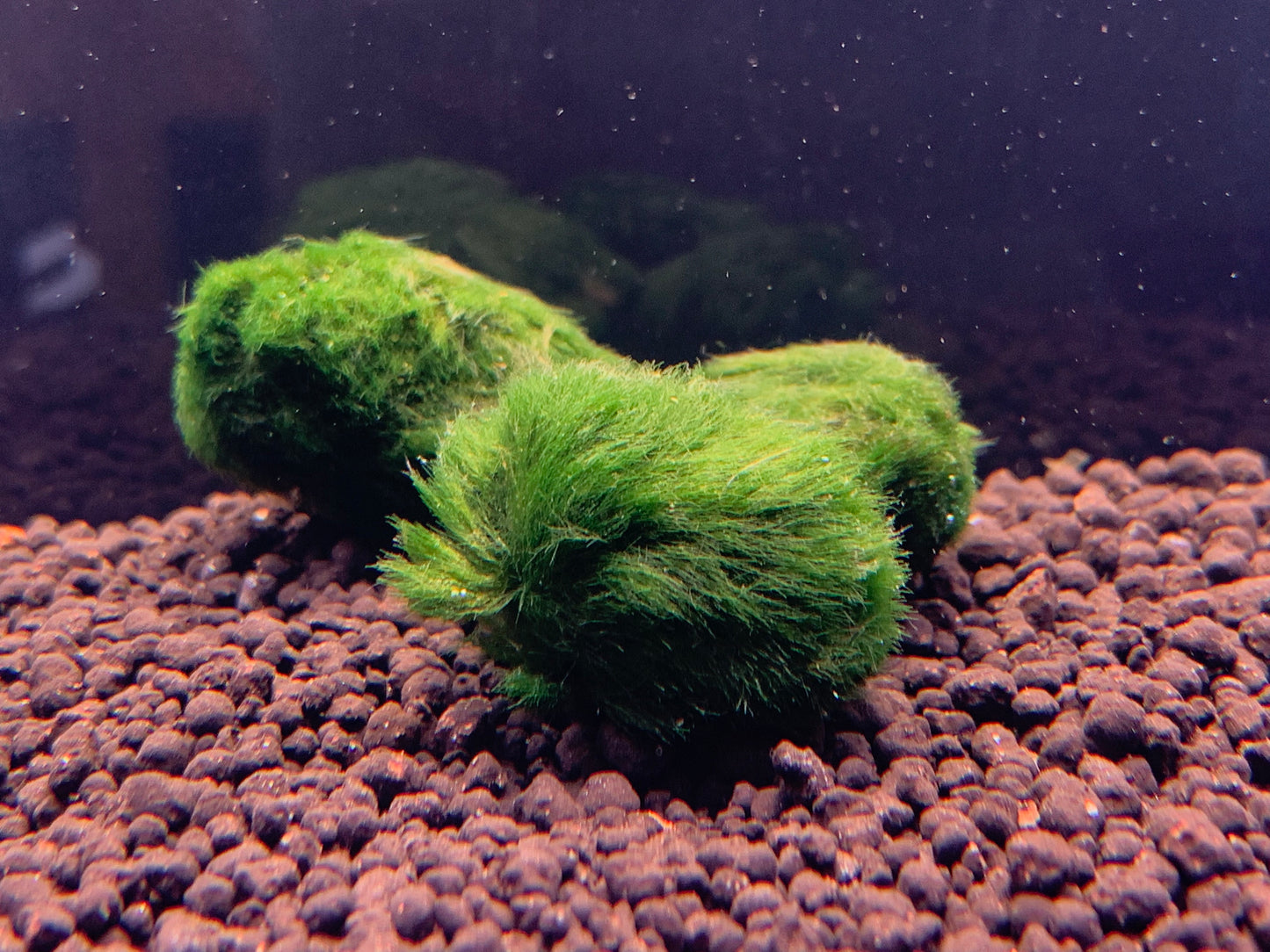 Marino Algae Ball