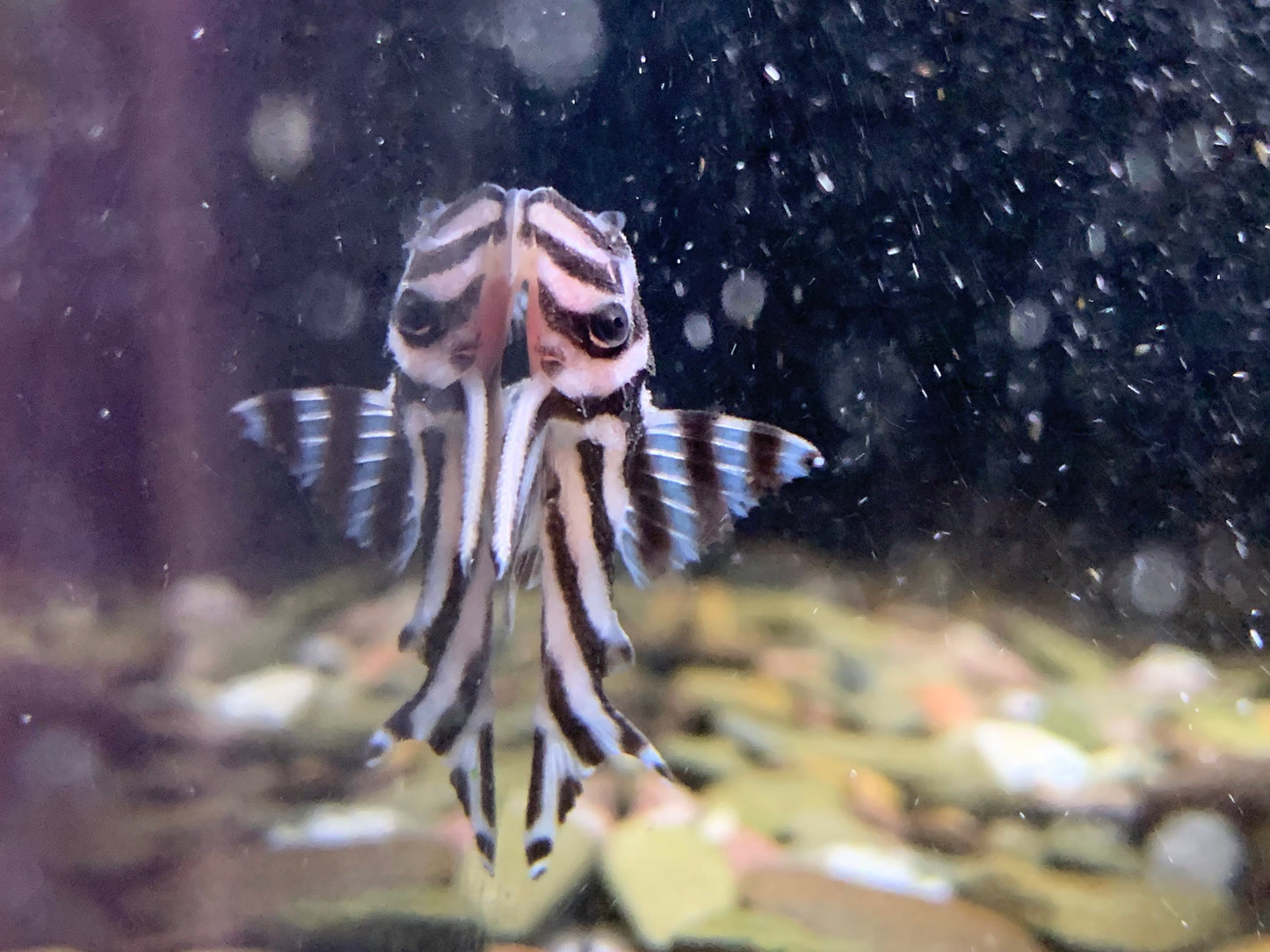 L46 Zebra Pleco
