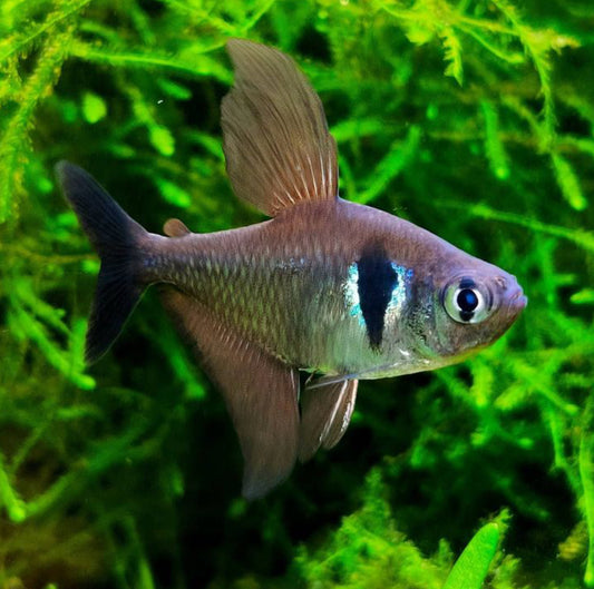 Black Phantom Tetra