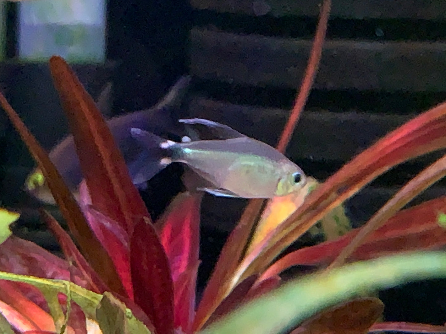 Kitty Tetra