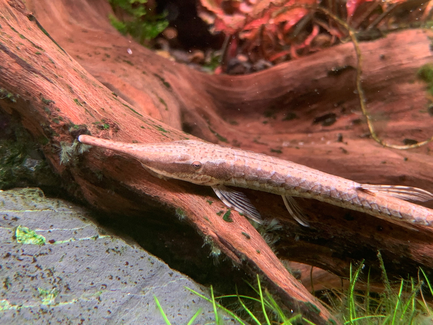 Farlowella Vittata XL